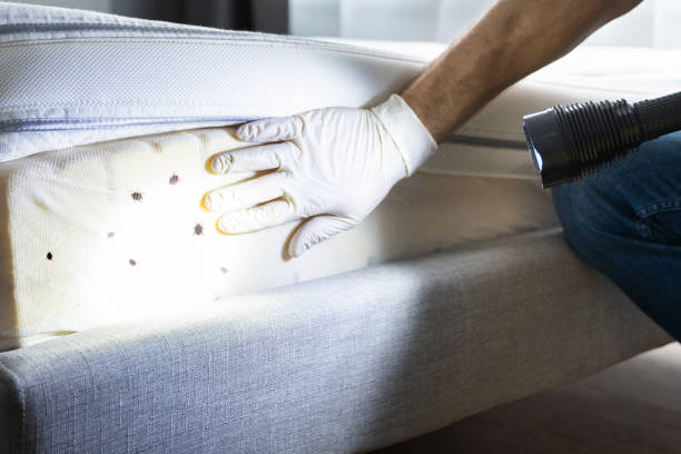 Reliable Norman, OK Pest Control Solutions